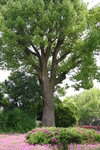 香樟樹,800 年