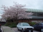 The Sakura tree in front of a county sheriff's office