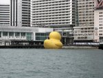黃色鴨仔停留在海運大廈碼頭