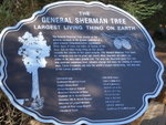 The General Sherman Tree is the largest living thing on earth. About 2,700 years in age and 275 ft height.
