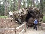 a fallen tree trunk