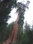General Grant Tree, 268 feet in height