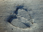 Elk's paw print on the pavement, West Thumb
DSC06378