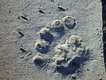 Bear's pawprint on the pavement, West Thumb
DSC06379
