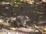 Ground Squarrel