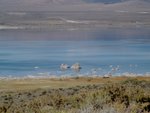 Mono Lake and its tufa
