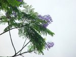 紫色鳳凰木