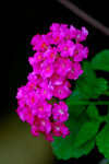 DSC_23350109