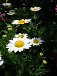 DSCN8164