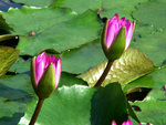 DSCN4975-1