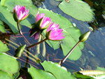 DSCN4985