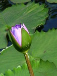 DSCN4990