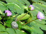 龜仙人
DSCN5027