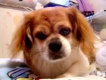 Ｃoｏkｉe∼＊