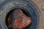 碼頭邊
