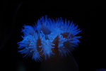 a_0245
