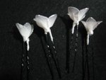 白色絲繜花