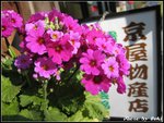 IMG_2934