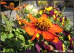 IMG_2937