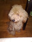 15062008009