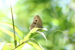 小眉眼蝶
IMG_2308