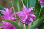 IMG_2374_1