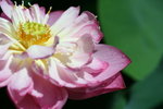 IMG_2386_1