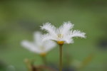 金銀蓮花
IMG_2390_1