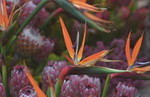 天堂鳥
Flower040306-15