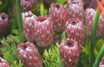 Flower040306-16