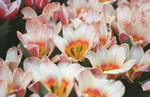 鬱金香
Flower040306-20