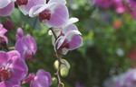 蕙蘭
Flower040306-26