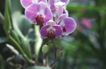 蕙蘭
Flower040306-28