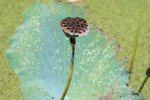 IMG_2426_1