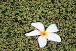 IMG_2445_1