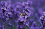 薰衣草
Furano040712-36