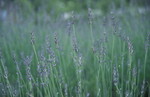 富田花圃 - 待放
Furano040713a-04