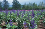 富田花圃
Furano040713b-01