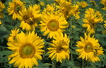 人家的太陽花
Furano040714-02