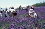 彩香之里 - 齊採花
Furano040714-22