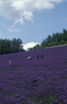 彩香之里
Furano040714-34