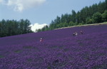 彩香之里
Furano040714-37