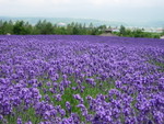 富田花圃
DSCN0305