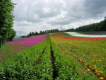 富田花圃
DSCN0313