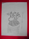 富貴竹
DSCN3521