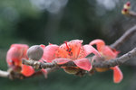 IMG_0568_1
