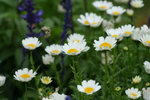 IMG_0587_1