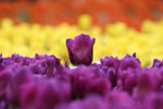 IMG_0590_1