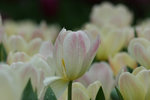 IMG_0595_1