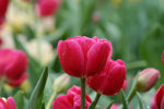 IMG_0596_1